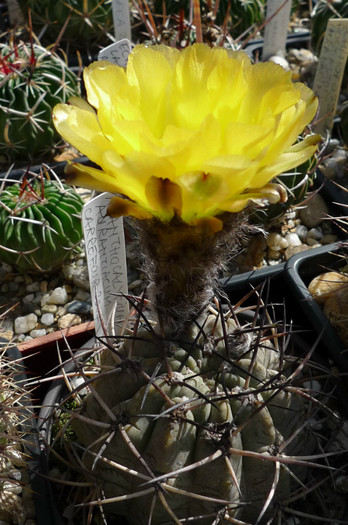 aurantiacum - 07.06.2012 - Acanthocalycium