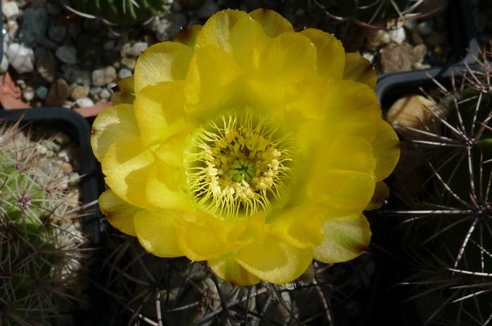 aurantiacum - floare - Acanthocalycium