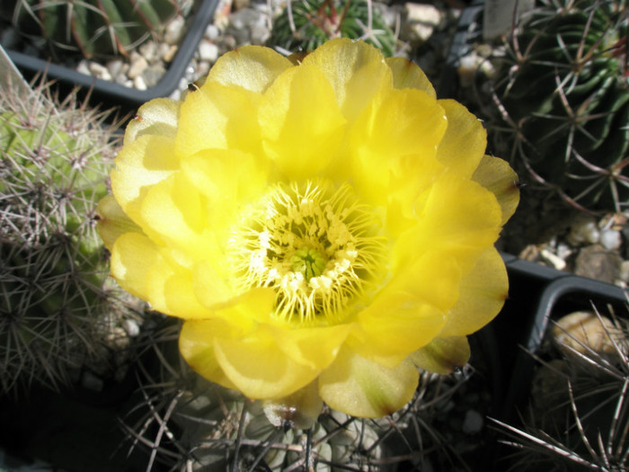 aurantiacum- floare - Acanthocalycium