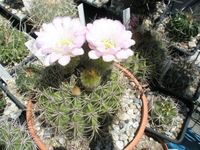 spiniflorum - 03.07.2012 - Acanthocalycium