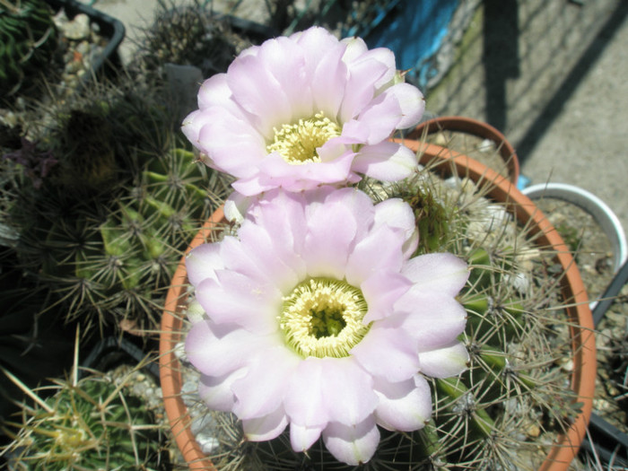 spiniflorum - flori - Acanthocalycium