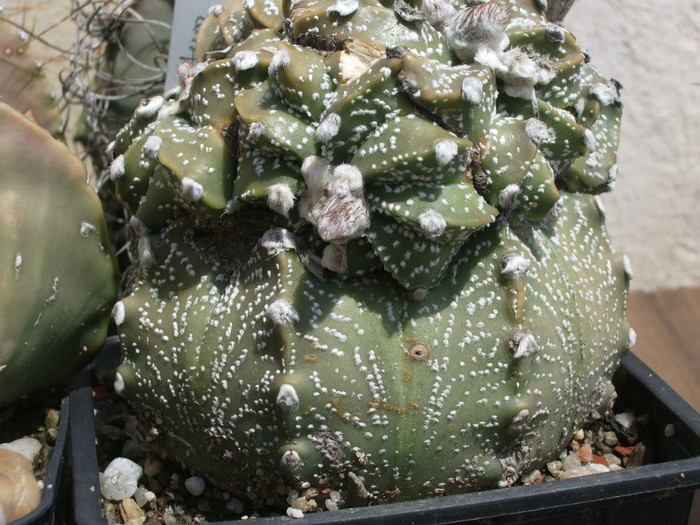 Astrophytum myriostigma (Pentax) - 02.06