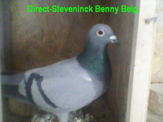 Org. Steveninck Benny (bel.) F - MATCA
