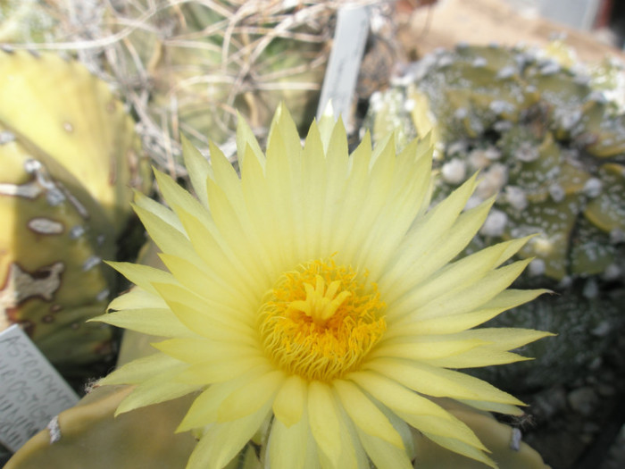 myriostigma v. nudum - floarea