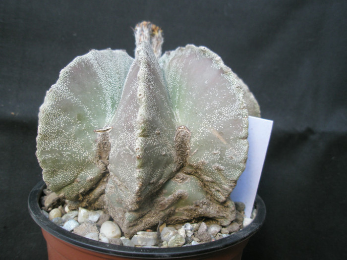 myriostigma crapat - din spate pare normal