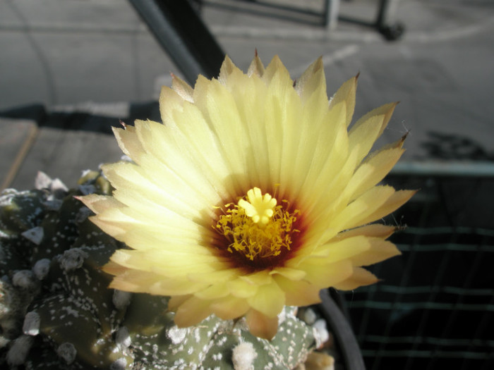 asterias monstruos - floare - Astrophytum