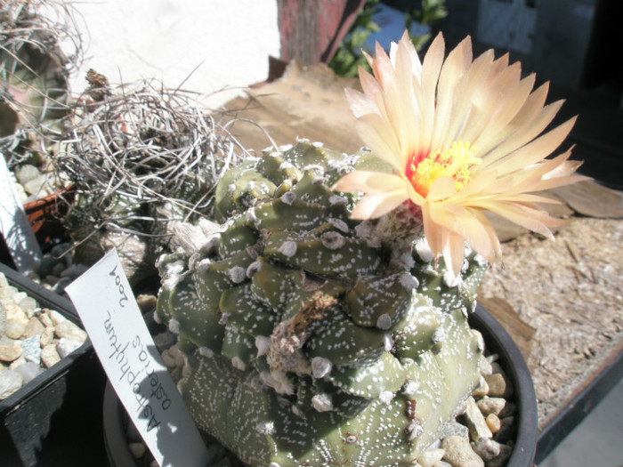 asterias monstruos - floare 04.09 - Astrophytum