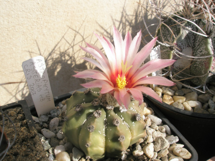 asterias hb. - 22.10 - Astrophytum