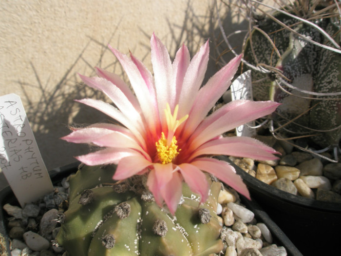 asterias hb. - floare - Astrophytum