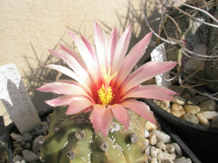 asterias hb. - floare 2 - Astrophytum