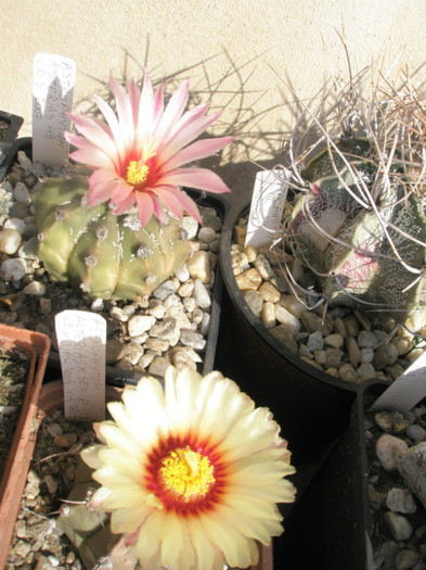 asterias hb. si asterias X senile - Astrophytum