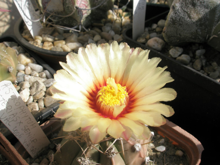 asterias x senile - floare - Astrophytum