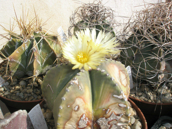 myriostigma v. nudum - 22.10 - Astrophytum