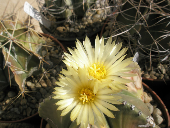 myriostigma v. nudum - flori 22.10 - Astrophytum