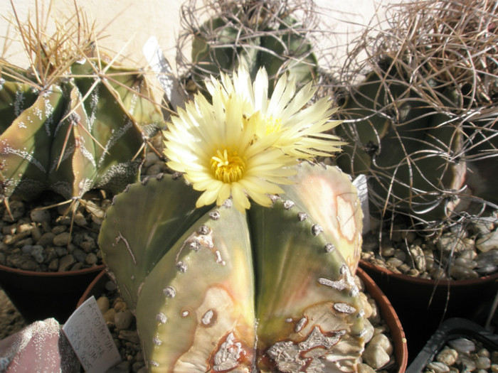 myriostigma v. nudum - ars, dar cu flori - Astrophytum