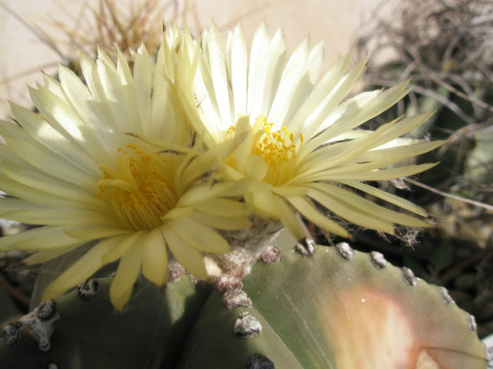 myriostigma v. nudum - detaliu flori - Astrophytum