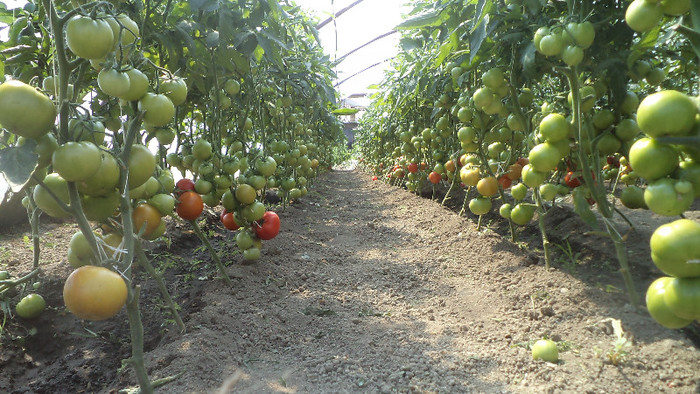 tomate extratimpurii - Rasaduri 2013