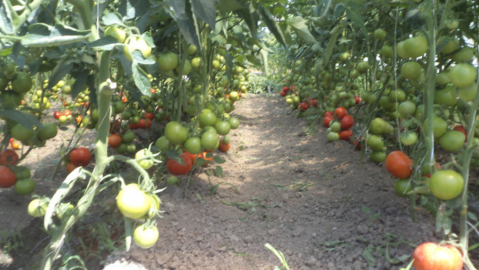 tomate extratimpurii - Rasaduri 2013