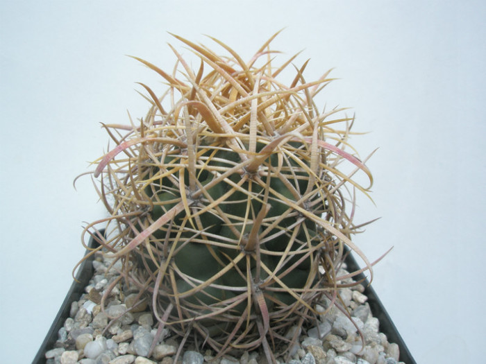 chrysachanthus - Ferocactusi 2012