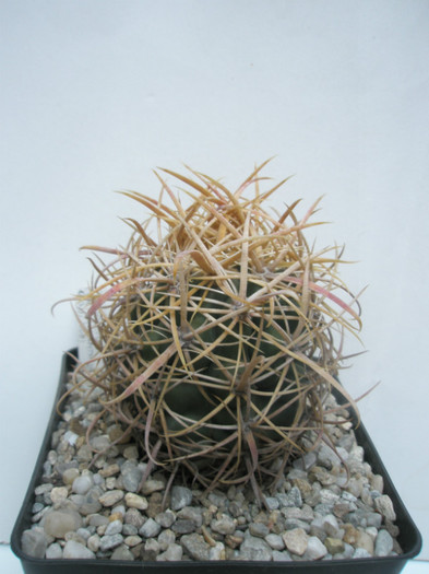 chrysachanthus - Lucian 2008 - Ferocactusi 2012