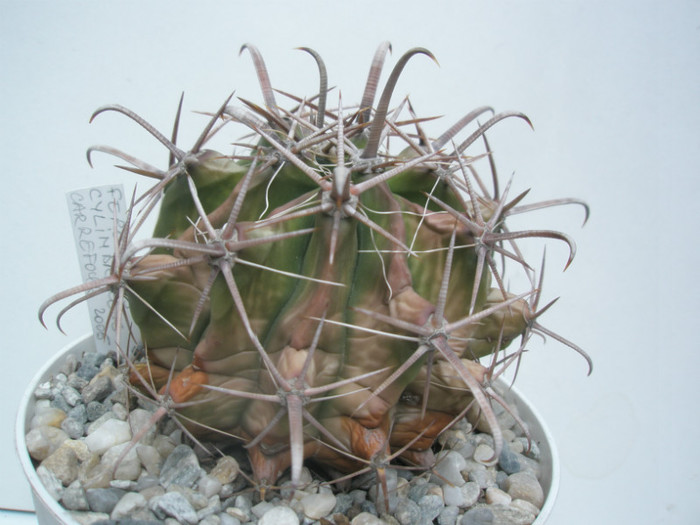 cylindraceus - Ferocactusi 2012