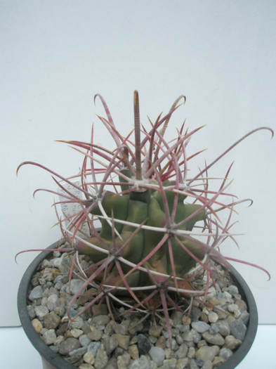 cylindraceus v. estwoodiae MG 416.95 - Lucian 2008 - Ferocactusi 2012