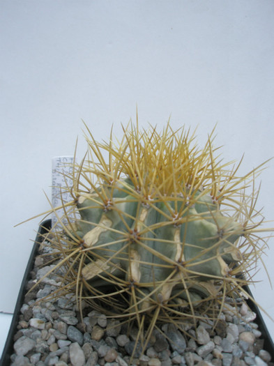 glaucescens CH 249 Metztitlan - sem. 2006, lucian 2008 - Ferocactusi 2012