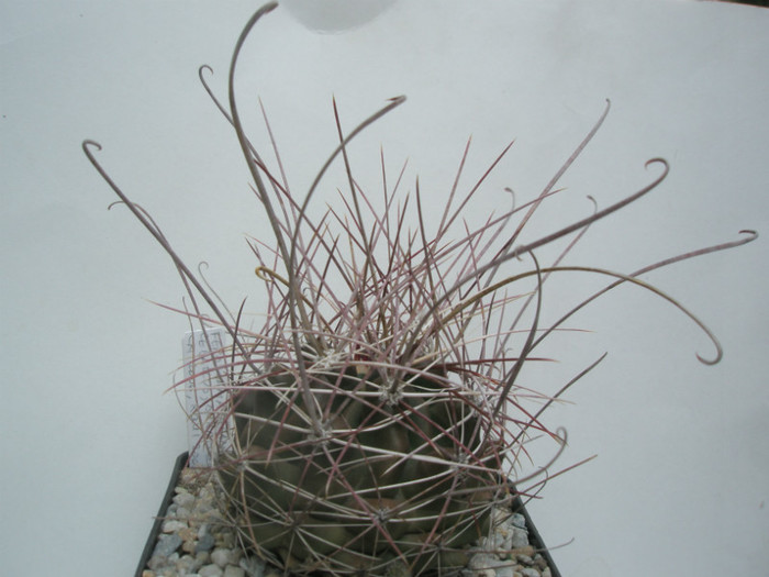 hamatachanthus Ceballos, Durango - Ferocactusi 2012