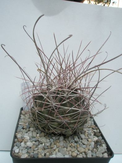 hamatachanthus Ceballos, Durango C.N. 2006, Lucian 2008 - Ferocactusi 2012