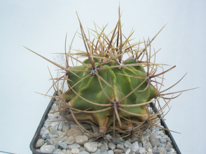 hystrix - Ferocactusi 2012