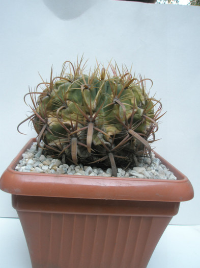 latispinus - Ortega 2006 - Ferocactusi 2012