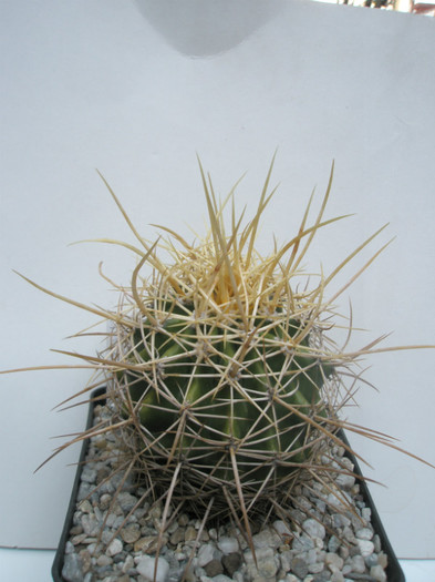 pottsii v. alamosensis - C.N. 2005, Lucian 2008 - Ferocactusi 2012