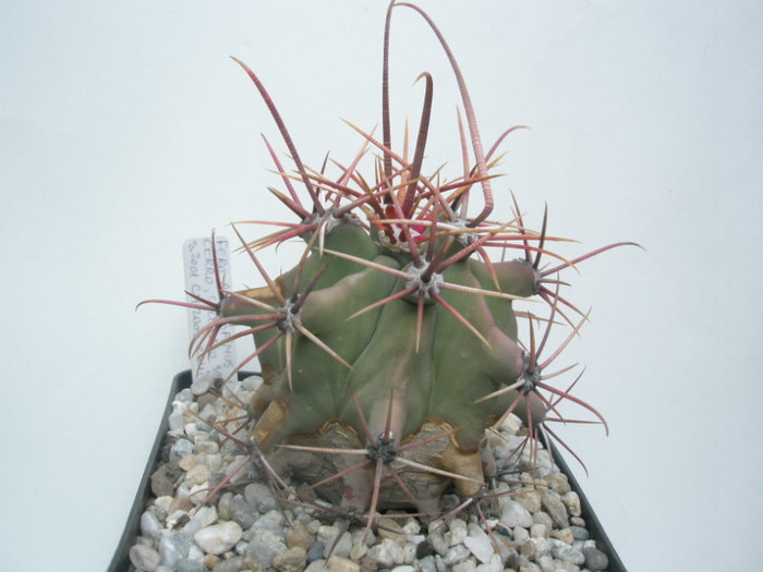 rectispinus Cerro, Colorado - Ferocactusi 2012