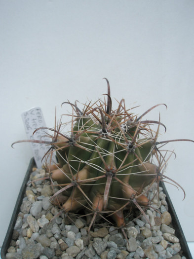 wislizenii v. herrerae - sem. 2006, Lucian 2008 - Ferocactusi 2012