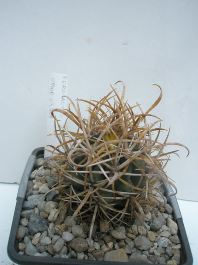 2 - Obor 2009 - Ferocactusi 2012