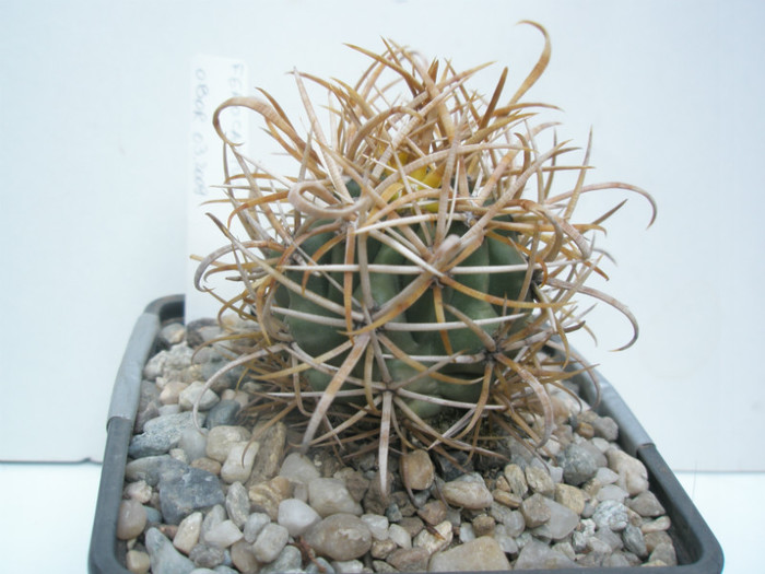 Fero 2 - Ferocactusi 2012