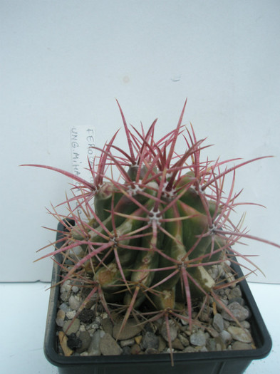 Ferocactus 4 - Ferocactusi 2012