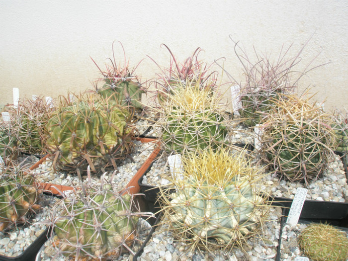 Ferocactusii pe raft - Ferocactusi 2012