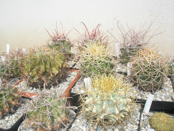 Ferocactusii pe raft