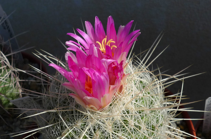 macdowellii - flori - Thelocactus 2012