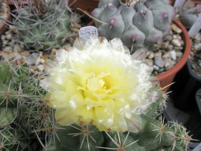 leucacanthus v. leucacanthus - floare - Thelocactus 2012