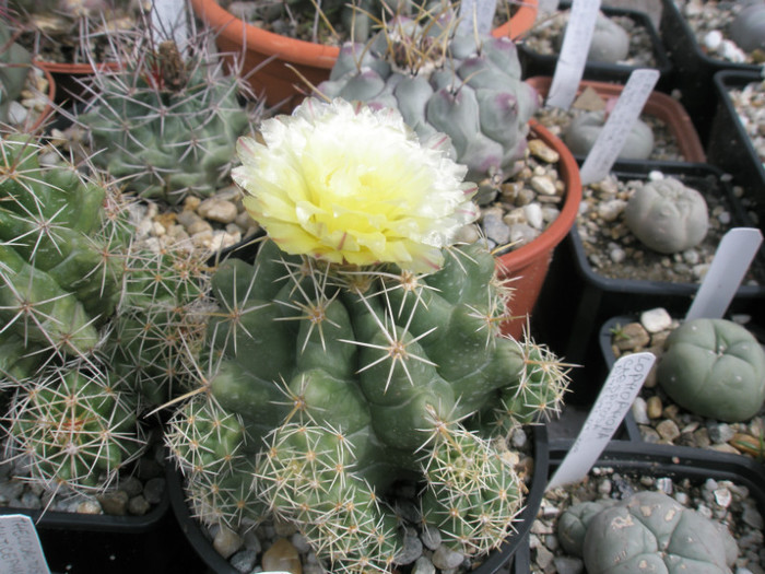 leucacanthus v. leucacanthus - 29.05 - Thelocactus 2012