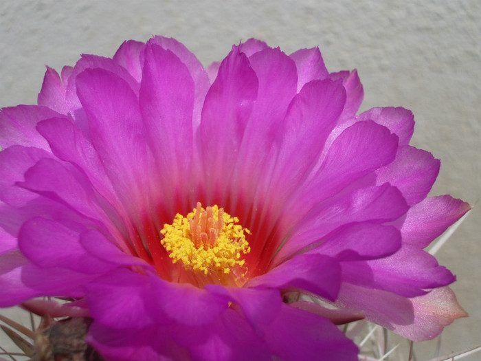 bicolor - floare - Thelocactus 2012