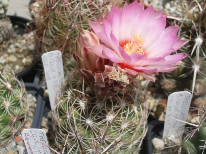 bicolor v. schwartzii - 12.05 - Thelocactus 2012