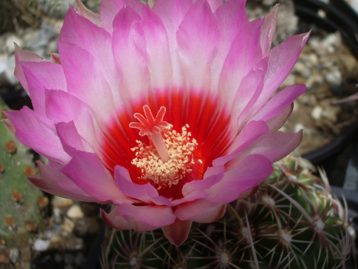 bicolor v. schwartzii - floare - Thelocactus 2012