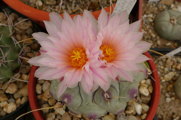 rinconenesis v. phymatothele - 07.06 - Thelocactus 2012