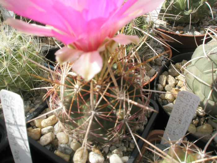 bicolor v. texensis - 15.06 - Thelocactus 2012