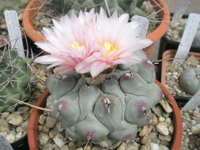 rinconensis v. pymatothele - 05.06 - Thelocactus 2012