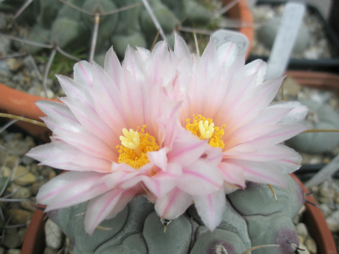 rinconensis v. pymatothele - detaliu floare - Thelocactus 2012