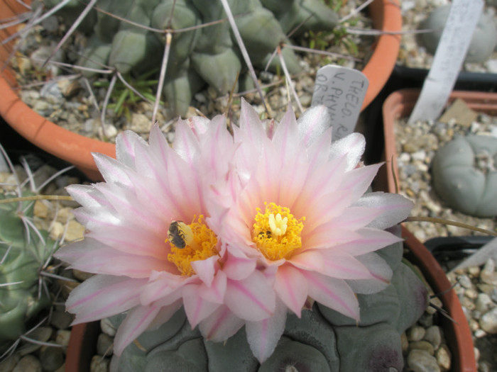 rinconensis v. pymatothele - flori - Thelocactus 2012